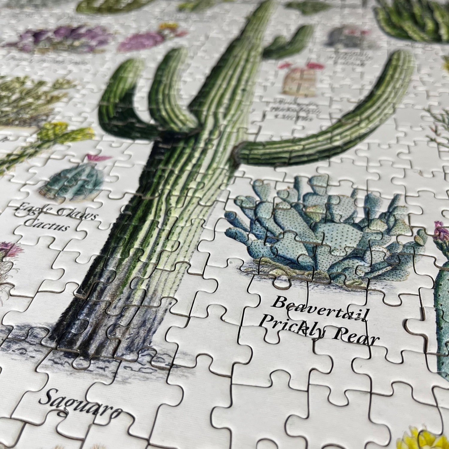 Cacti of the Desert Southwest 1000 Piece Puzzle
