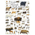 Field Guide - Land Mammals of North America 1000 Piece Puzzle
