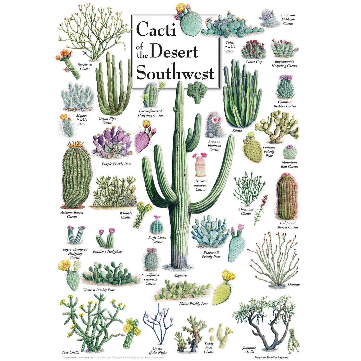 Field Guide - Cacti of the Desert Southwest 1000 Piece Puzzle